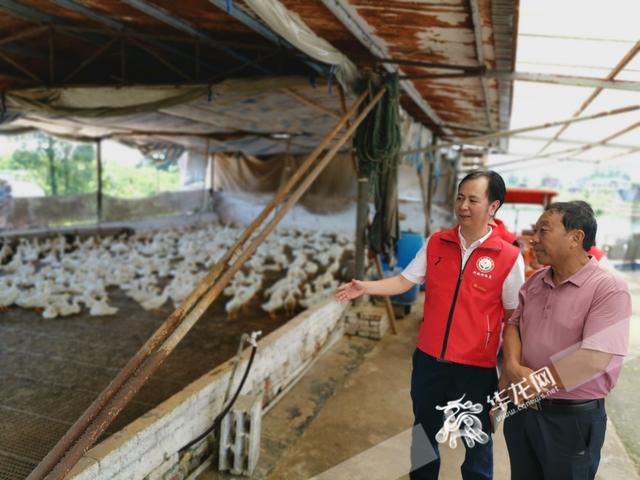一区两群·区县协同 | 一只鸭子“变”出上亿产业背后：科技特派员做了啥