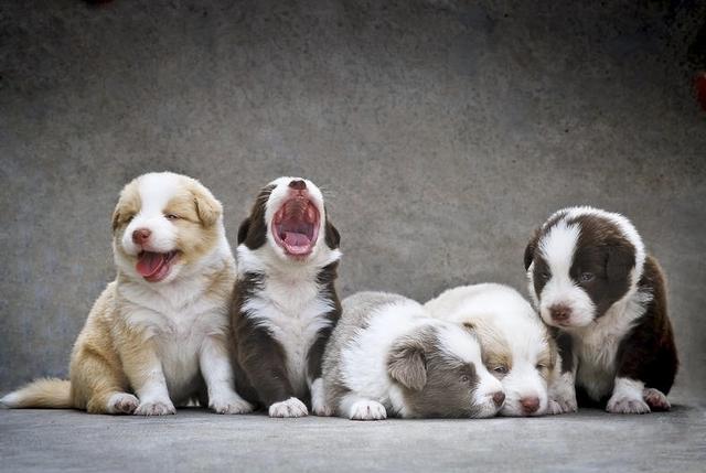 狗咬胶_宅“汪”必备，磨牙神器—狗咬胶