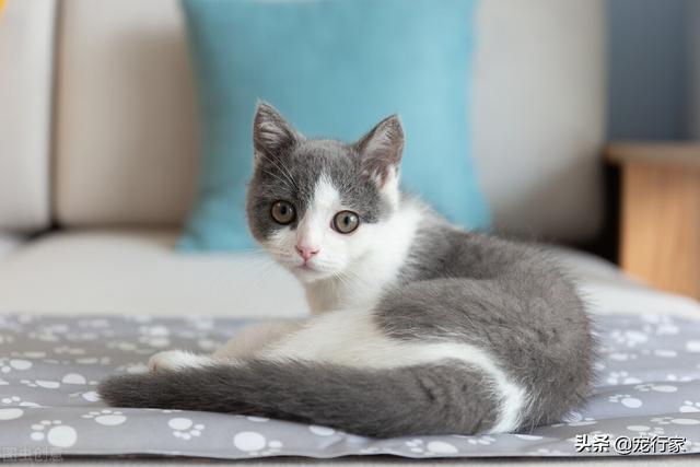 每周你会给猫喂几个罐头呢？