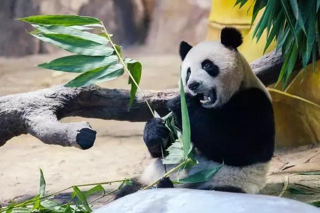 广州长隆怎么玩？（广州长隆乐园里面有什么可以玩?）