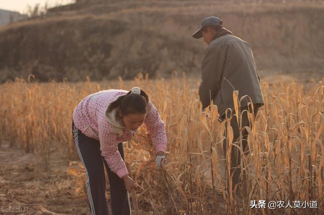 不想出远门，留在农村陪伴家人，在农村有什么好创业思路（不想出远门打工）
