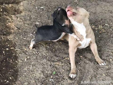 小猪和比特斗牛犬结伴到街上来探险，最终被擒，所幸人家两有主人