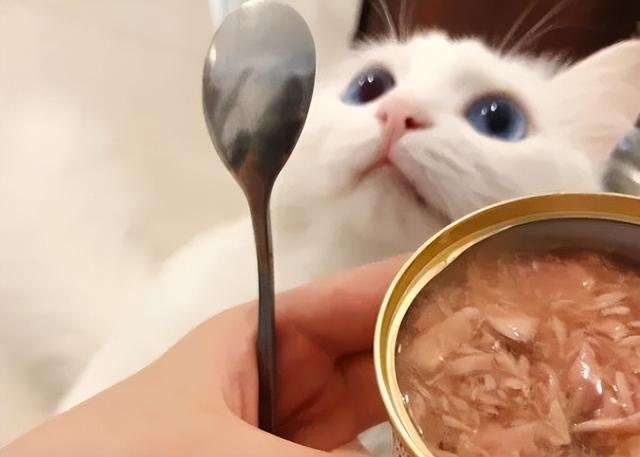 猫咪主食罐头和零食罐头性质不同，究竟要几天喂一次呢？