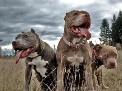 世界排行第一斗犬：它的一生就是血腥，比特犬（世界比特犬排名）
