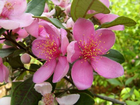 花形似桃花，花蕊像烟花，做花茶是一绝，若遇见，记得采摘带回家（可是桃花逞颜色,一枝穿过李花来）
