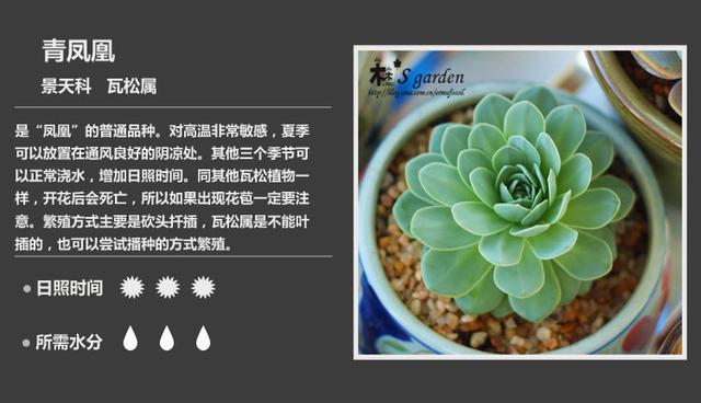 史上最全的多肉植物名字对照图，终于找齐了