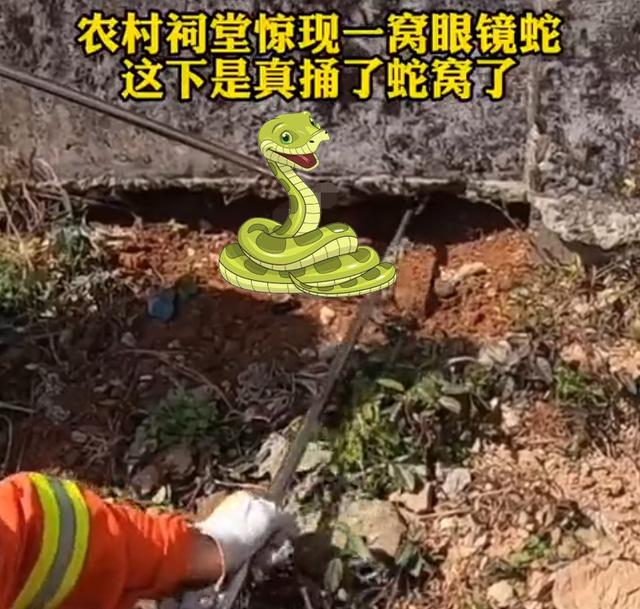 宜春祠堂出现一窝眼镜蛇，看见人不逃跑，蛇怕雄黄？