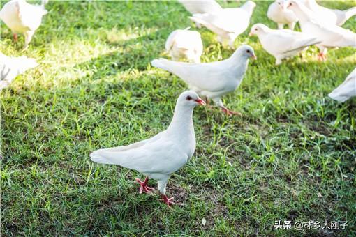 养殖致富小项目有哪些？（养殖致富好项目）