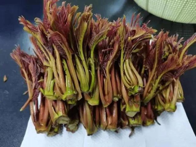 十三道适合春天吃的养生菜，做法教程分享给大家