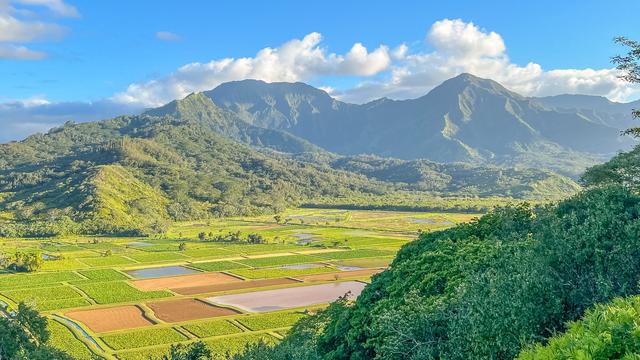 美国夏威夷，遍地野鸡成为可爱岛的标志之一，实在太震撼了