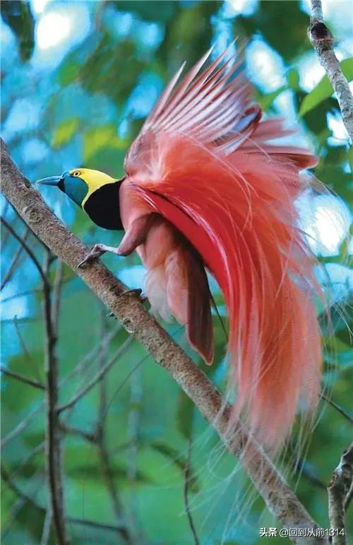 极乐鸟_比凤凰还漂亮的极乐鸟精美图片（比凤凰还美的鸟的照片）