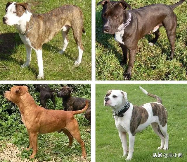 人造魔鬼，地狱比特犬（天使恶魔地狱犬）