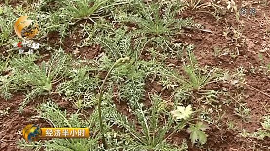 大逆转！玛咖每公斤120元跌落到1元，原因居然这么简单...