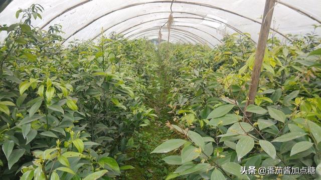 香料植物_如果荒地不知道种什么，不妨种这种木本香料植物，粗管理效益长