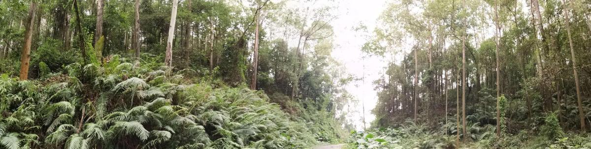 番禺大夫山，一座有魔性的山岗（番禺大石有什么山）