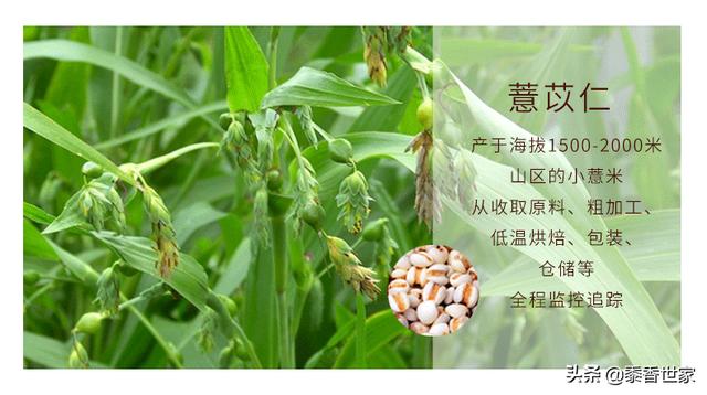 薏米粉：黍香世家