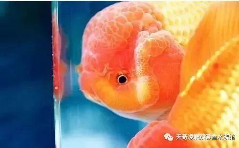 虽然这点很简单，但是新手必须要注意，新鱼入缸后几天才能喂食？（新鱼入缸为什么要等三天在喂食）