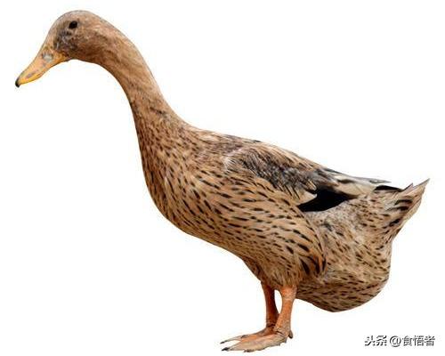 鸭肉做法大全60例（爆炒、炸制、煲汤、干锅、卤味），道道经典