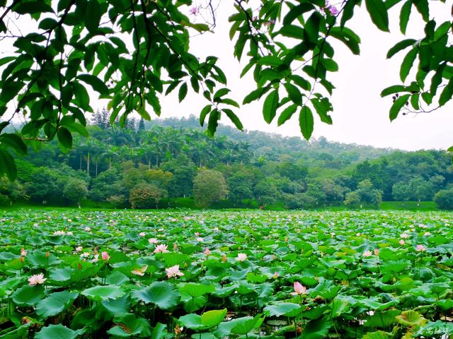荷花盛开 番禺大夫山森林公园锦上添花