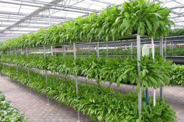 无土栽培蔬菜成本，及适合栽培的几种蔬菜种类（简述蔬菜无土栽培的优点）