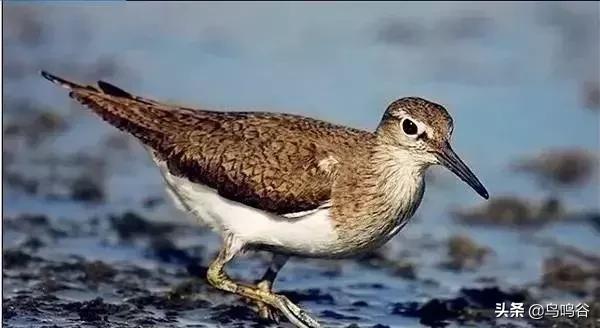 灰头鹀_看图识鸟（上）（看图识鸟app）