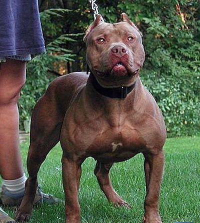 同根同源:世界仅有敢和野猪搏斗烈性犬:比特和杜高
