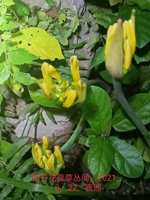 蕾朵_《初蕾花开》（什么蕾初绽放）