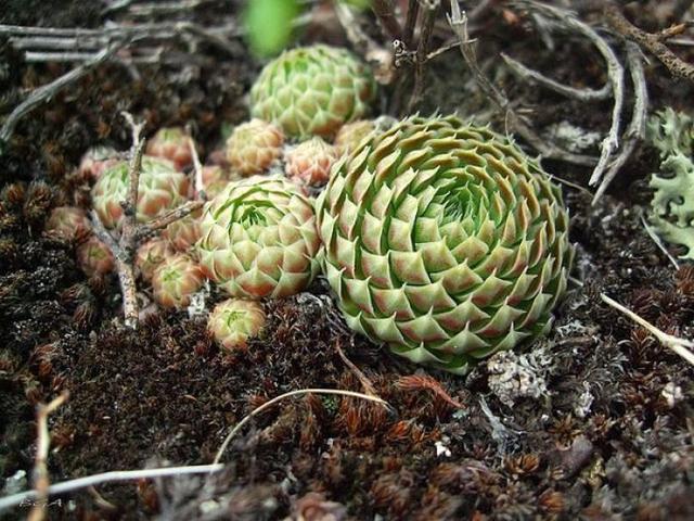 我滴个乖乖（一种多肉植物）