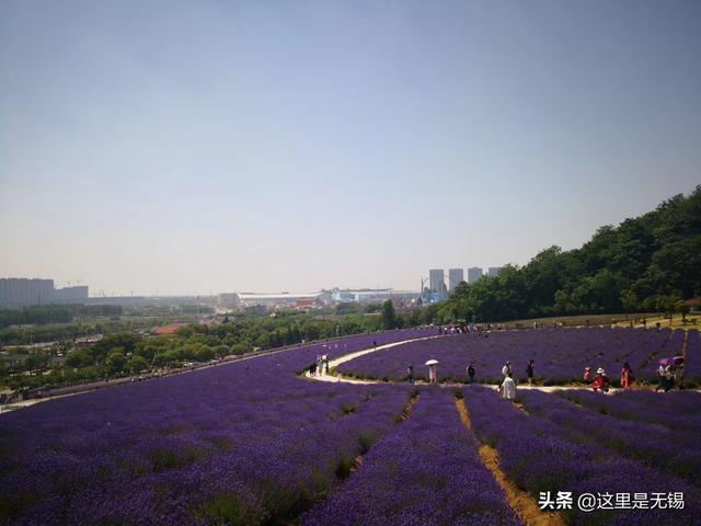 无锡雪浪山_无锡雪浪山的薰衣草花海美到哭，不用出国就能感受普罗旺斯（无锡雪浪镇山薰衣草）