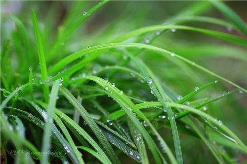 此时已是莺飞草长，爱的人正在路上（此时已是莺飞草长爱的人正在路上是哪首歌）