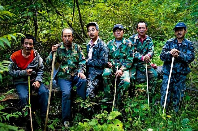 民国时的长白山采药人，为何喜欢在一种“有毒”的植物旁边扎营