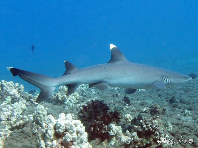 爱尾随的恐怖分子，世界上最危险食人鲨的鲨鱼之一———白鳍鲨（鲨鱼是海中的恐怖杀手）