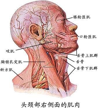 人体解剖图_全身肌肉组织解剖图，值得收藏！