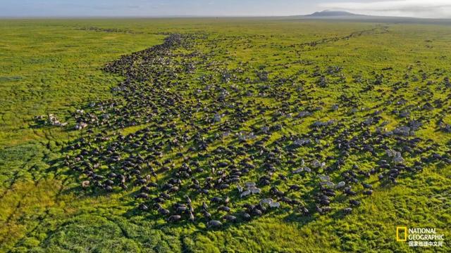塞伦盖蒂大草原_角马：塞伦盖蒂平原的“隐藏王者”（塞伦盖蒂马赛马拉的位置）