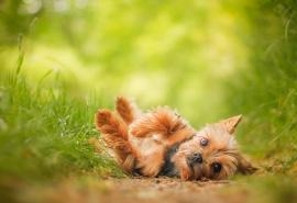 犬种百科之澳大利亚梗犬