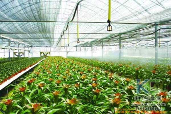 对温室无土栽培蔬菜种植的建议（对温室无土栽培蔬菜种植的建议和看法）