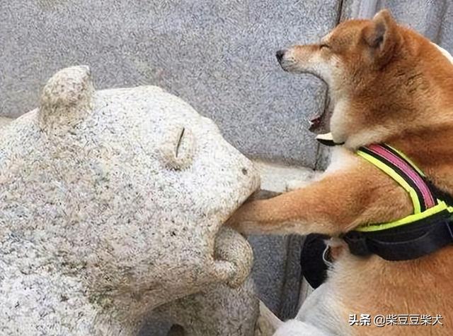 狗咬胶_狗狗为啥爱咬东西？柴犬总咬东西怎么办？（柴犬幼犬爱咬东西）