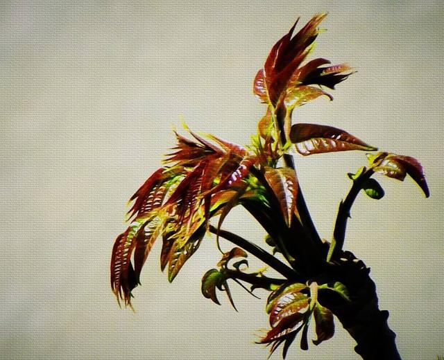 椿皮_大家都吃过香椿，但有种植物叫做臭椿，皮还能入药，你知道吗（香椿叶和臭椿叶）