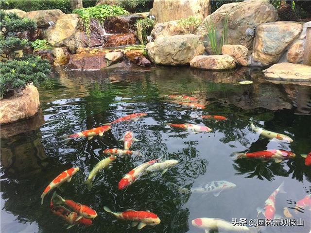 简单而大气、小巧又精致的庭院鱼池原来就是这个样子（家庭庭院小鱼池,真的太漂亮了,主人很会享受生活啊）