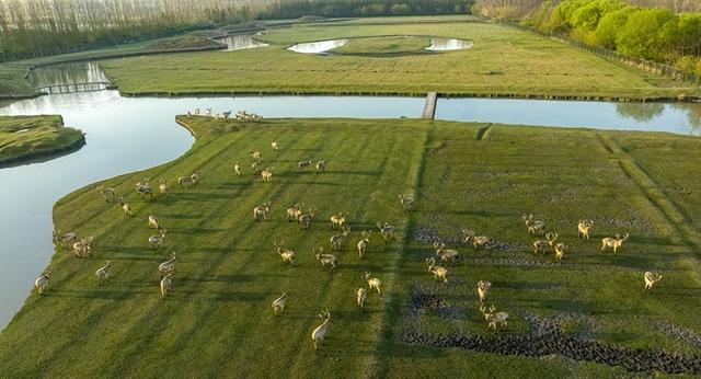 江苏泰州：溱湖湿地公园喜添18头麋鹿宝宝（泰州麋鹿体验园）