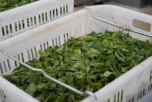 头采春茶、头拨春茶、早春茶、明前春茶，这些春茶都有什么区别？（什么叫头春茶）