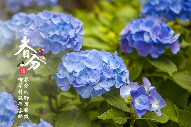 广东汤_木棉花汤，广东人春天应节的汤，饮木棉花汤方能“春分”得意