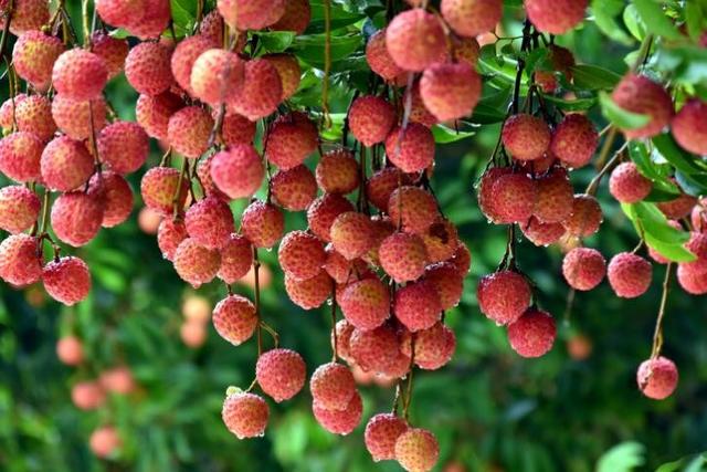 去广东必点的6道菜，都是“粤菜之魂”，老板还以为你是广东人（广东人吃粤菜）