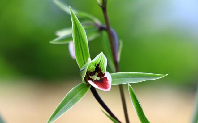 寒兰_此花是我国“独有”，花型潇洒，香味特殊，泼辣还好养，开品漂亮（什么花以什么著称）