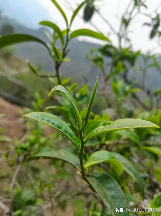 人人都喜欢喝普洱春茶，它究竟好在哪里？（春天喝普洱茶）