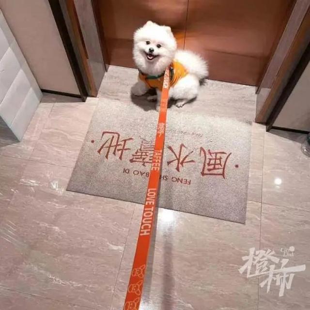 狗咬胶_小伙买了一条有颜色的“牵引绳”，能让人快速知道狗狗性格（白色狗狗用什么颜色牵引绳好）