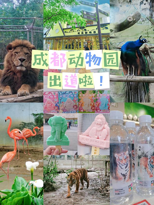 周末去哪儿｜成都动物园出道啦（成都动物园可以去了吗）