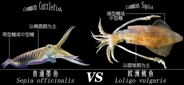 解析海鲜｜明明白白吃肉（墨鱼肉和鱿鱼肉有区别吗）