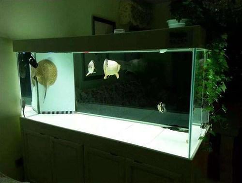 开缸养水需要几天？（新入缸的鱼几天不死才算养活）