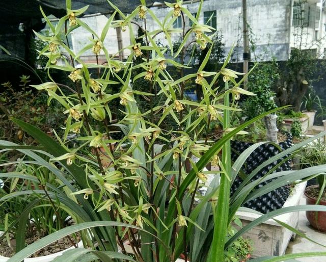 寒兰_怎么快速区分春兰和寒兰？只需摸一摸，看一看（春兰和寒兰的区别,兰友教你辨别方法!）